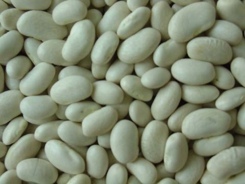 White Kidney Bean Extract